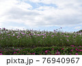コスモス　花畑　10月　秋 76940967