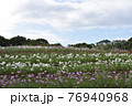 コスモス　花畑　10月　秋 76940968