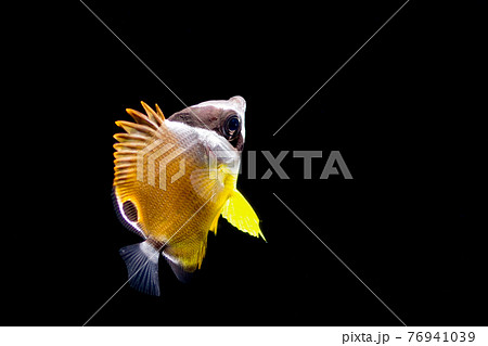 チョウチョウウオの幼魚 チョウチョウウオの幼魚 76941039