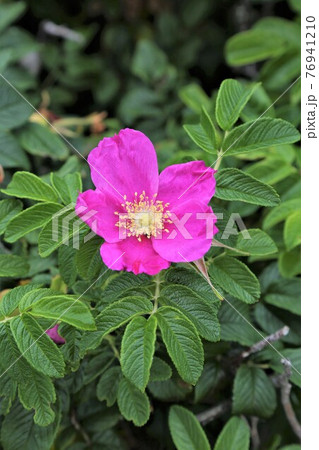 はまなすの花 はまなすの花 76941210