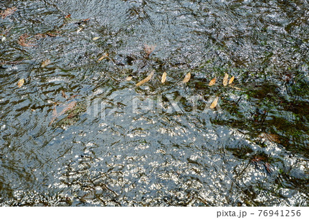 白川水源の枯れ葉の鯉のぼり 76941256