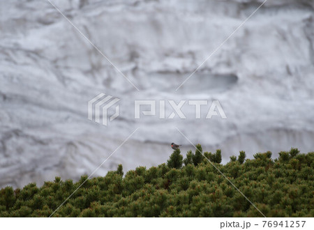 大雪山のハイマツの上でさえずるノゴマ 76941257