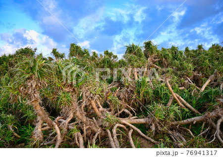 沖縄に自生する植物の力強さと青空の写真素材