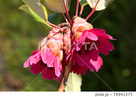 ロドレイア　　ヘンリー　レッドファンネル　(シャクナゲモドキ） 76941375