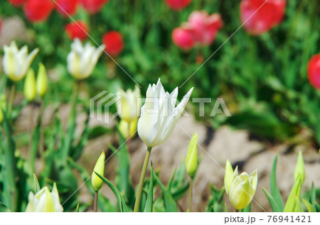 【品種：ホワイトトライアンファター】白色と淡い黄色のユリ咲きの花びらのチューリップ 76941421
