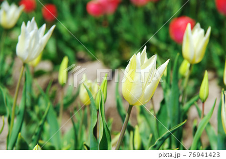 【品種：ホワイトトライアンファター】白色と淡い黄色のユリ咲きの花びらのチューリップ 76941423