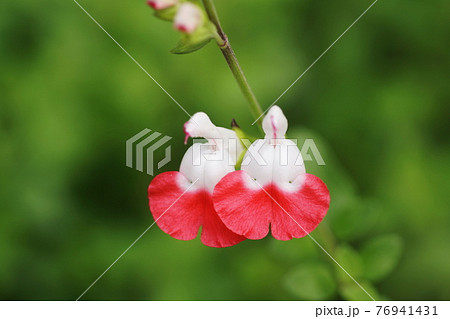 サルビア・ミクロフィラ 　Baby sage 76941431