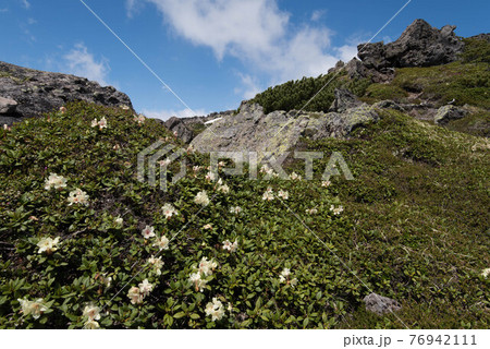 大雪山のキバナシャクナゲのお花畑の写真素材