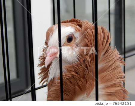 SEREMBAN, MALAYSIA -MAY 20, 2017: Exotic pigeons in cages and exhibited to the public. These birds are kept as pets. 76942151
