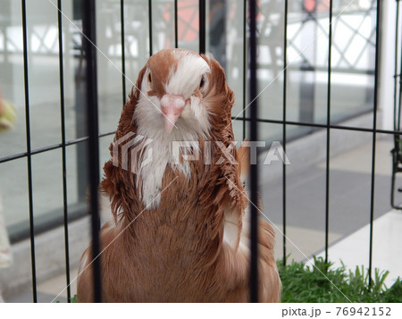 SEREMBAN, MALAYSIA -MAY 20, 2017: Exotic pigeons in cages and exhibited to the public. These birds are kept as pets. 76942152