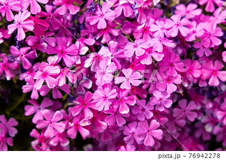 羊山公園の芝桜 76942278