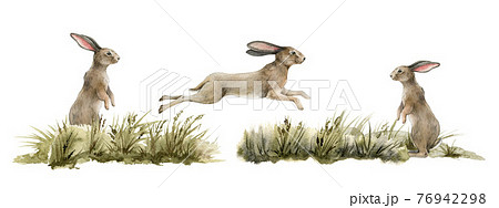 Rabbit animal natural set. Watercolor illustration. Cute bunny jump and stand in the grass on white background. Rabbits in the meadow. Fluffy bunny side view. Natural hand drawn element set 76942298