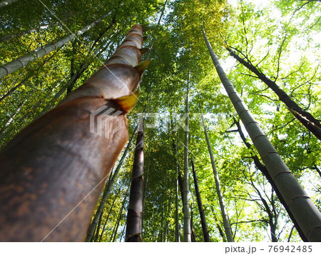 たけのこ 76942485