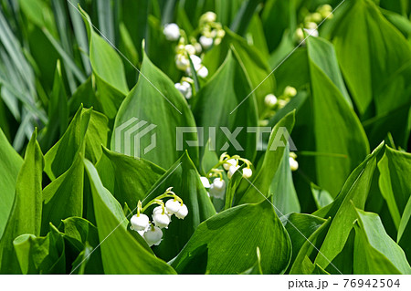 スズラン（鈴蘭） 76942504