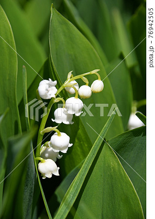 スズラン(鈴蘭) スズラン(鈴蘭) 76942505