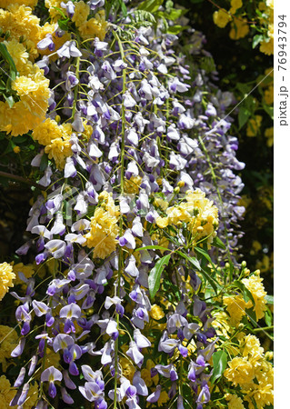 藤の花とモッコウバラの垣根の写真素材
