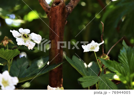 バラ科のスイーツ キイチゴの花の写真素材
