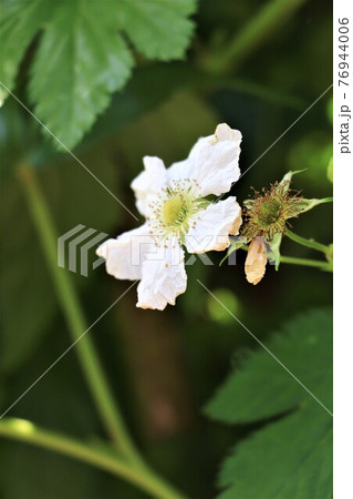 バラ科のスイーツ:キイチゴの花 バラ科のスイーツ:キイチゴの花 76944006