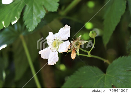 バラ科のスイーツ キイチゴの花の写真素材 バラ科のスイーツ キイチゴの花の写真素材