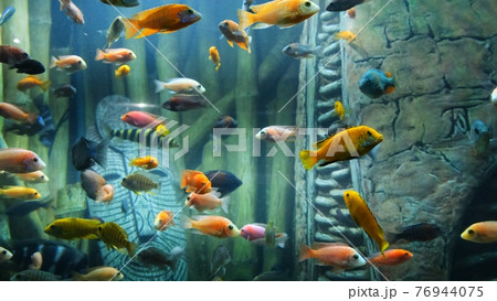 Tropical colorful fish on a coral reef. 76944075
