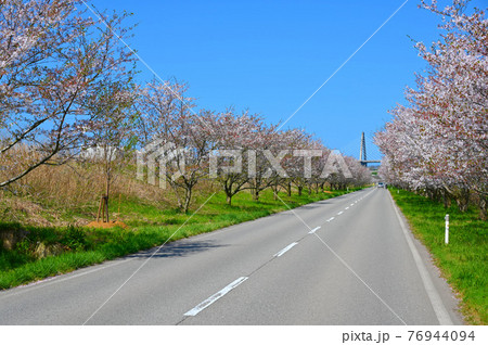 母恋街道千本桜　内灘大橋　石川県内灘町　 76944094