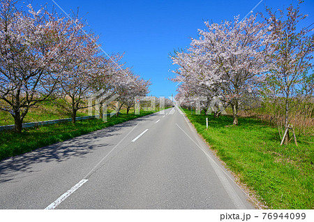 母恋街道千本桜 内灘町 母恋街道千本桜 内灘町 76944099