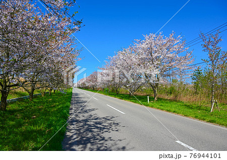 母恋街道千本桜 桜並木 内灘町 母恋街道千本桜 桜並木 内灘町 76944101