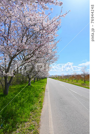 母恋街道千本桜 桜並木 石川県内灘町 母恋街道千本桜 桜並木 石川県内灘町 76944248