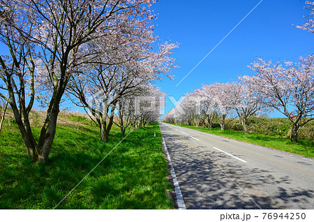 母恋街道千本桜 桜並木 石川県内灘町 母恋街道千本桜 桜並木 石川県内灘町 76944250