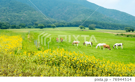 蒜山高原にヒマワリ咲く頃 蒜山高原にヒマワリ咲く頃 76944514