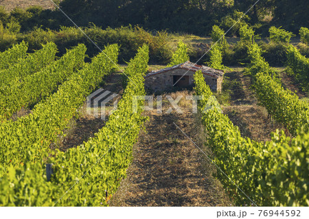 Tuscany's most famous vineyards near town Montalcino in Italy 76944592