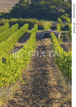 Tuscany's most famous vineyards near town Montalcino in Italy Tuscany's most famous vineyards near town Montalcino in Italy 76944593