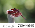 昆虫 虫 蟲 76944645
