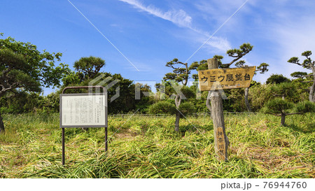 湘南三浦半島の最南端の神奈川県三浦市城ヶ島の春 湘南三浦半島の最南端の神奈川県三浦市城ヶ島の春 76944760