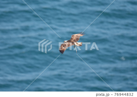 春 魚を捕らえて鳴門海峡を飛ぶミサゴの写真素材