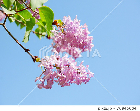 ライラックの花の写真素材