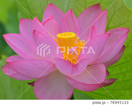 蓮の花 76945133