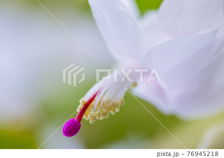 白花シャコバサボテン 白花シャコバサボテン 76945218