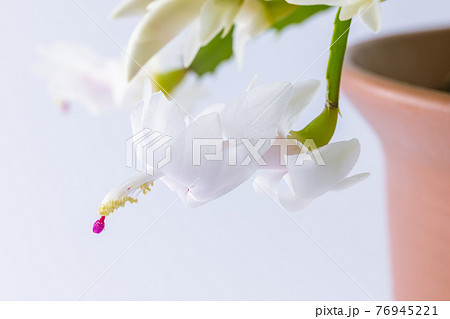 白花シャコバサボテン 白花シャコバサボテン 76945221
