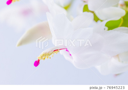 白花シャコバサボテン 白花シャコバサボテン 76945223