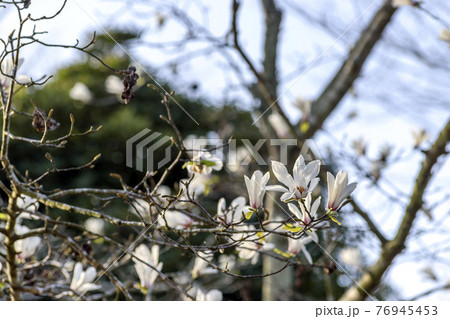ハクモクレンの花と青空 ハクモクレンの花と青空 76945453