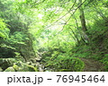 森林風景 76945464