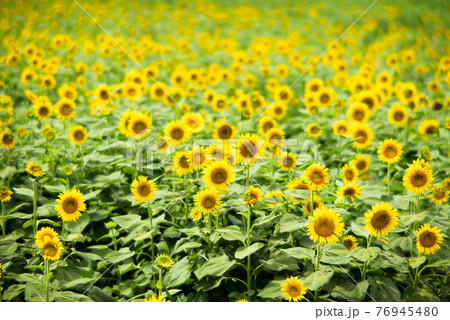 ひまわり 76945480