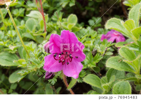 知床羅臼岳のハクサンチドリ 知床羅臼岳のハクサンチドリ 76945483