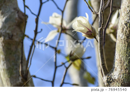 ハクモクレンの花と青空 76945540