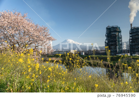 冨士市の富士山と桜 76945590