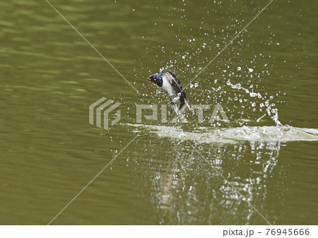 ツバメの行水 76945666