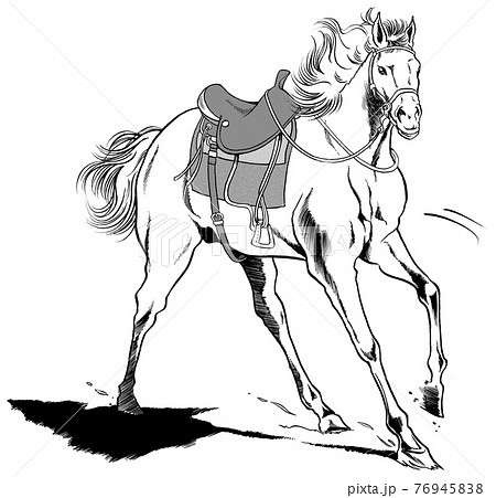 ウエスタン 鞍馬 馬 白馬のイラスト素材