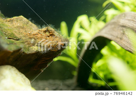 熱帯魚水槽の水質悪化でコケが生えた岩の写真素材