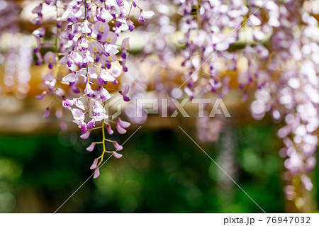 埼玉県春日部市　牛島の藤　藤花園　 76947032